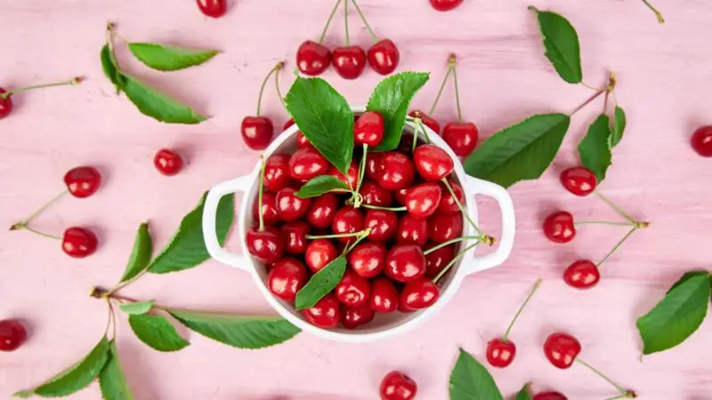 Serving and Frequency of Cherries for Guinea Pigs