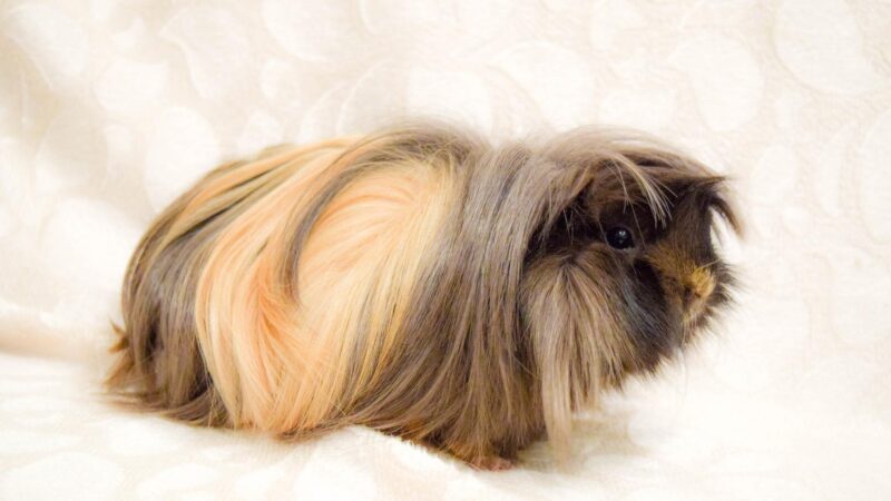 The Body Language of Guinea Pigs