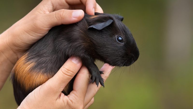 Things to Know About Petting a Guinea Pig