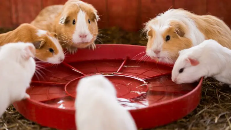 Water for Guinea Pigs