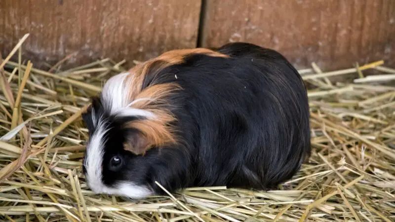 What Do Guinea Pigs Noises Mean