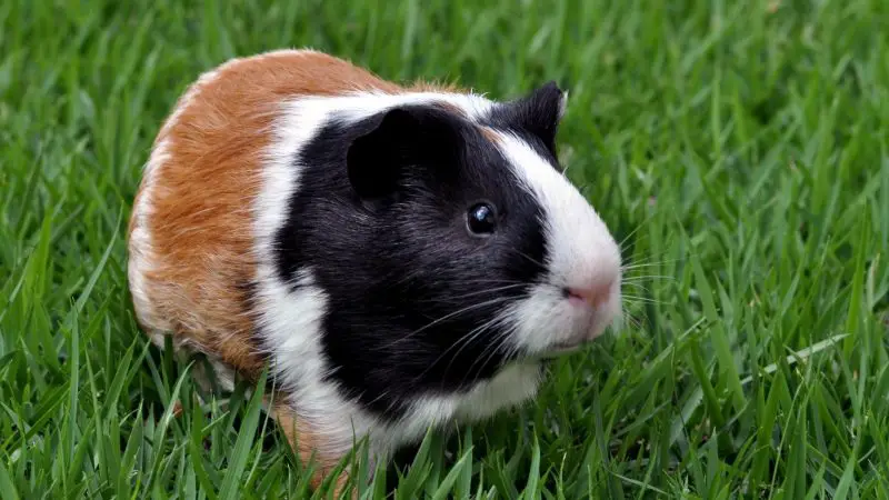 What If Your Guinea Pig Doesn’t Fart at All
