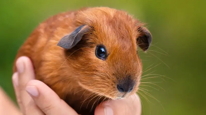 30 Amazing Guinea Pig Babies Facts You Need to Know