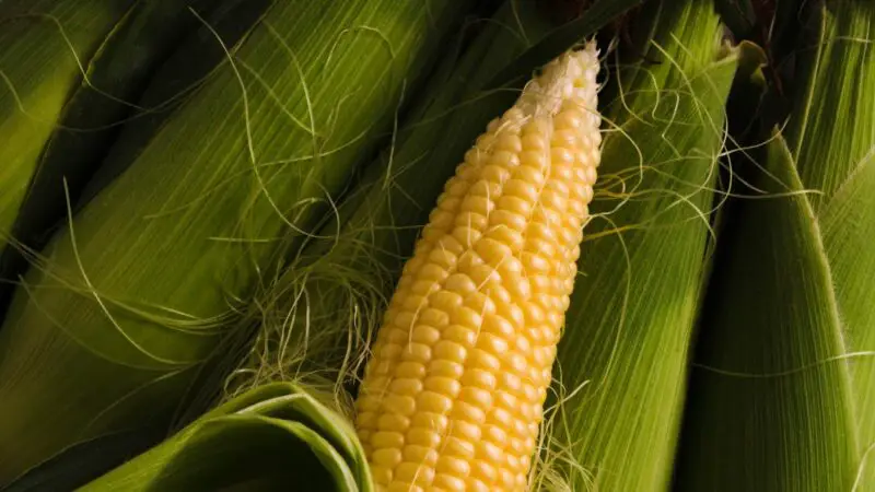 Can Guinea Pigs Eat Corn Husk and Silk