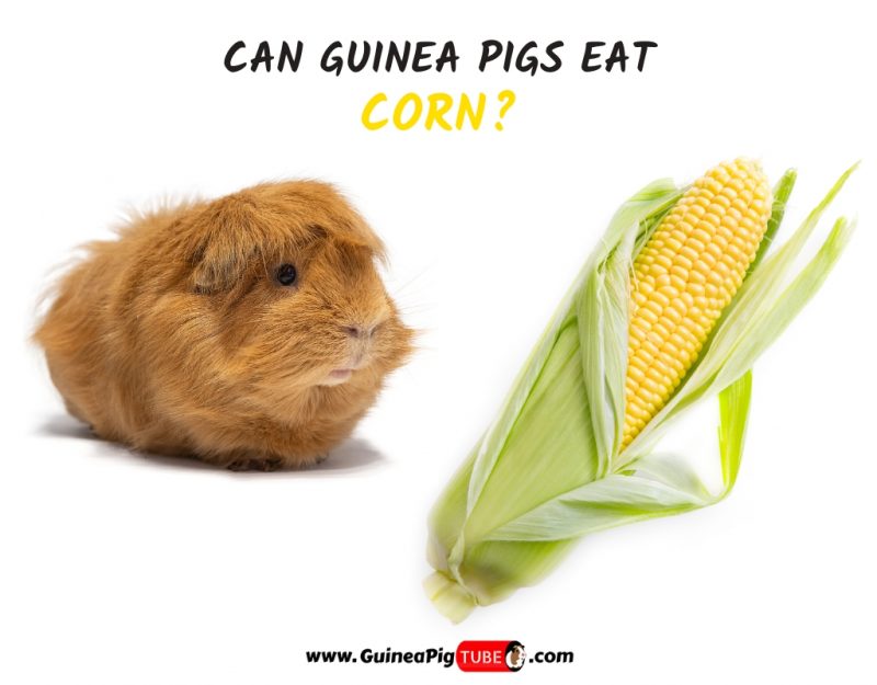Can Guinea Pigs Eat Corn (Kernels,Husk and Silk)