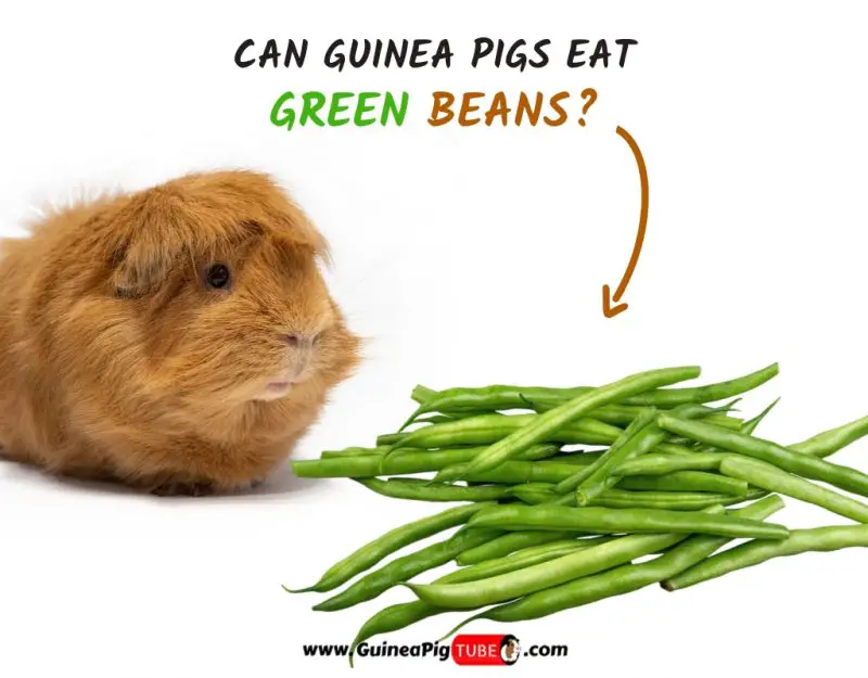 Can Guinea Pigs Eat Green Beans? 