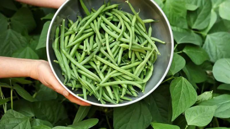 Can Guinea Pigs Eat Green Beans Leaves