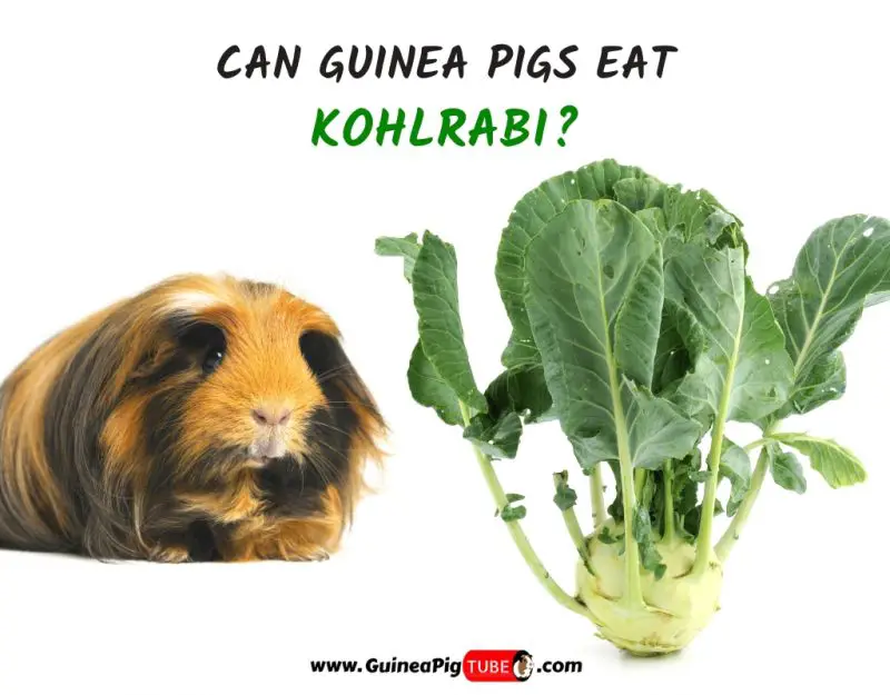 Can Guinea Pigs Eat Kohlrabi (Benefits, Risks, Serving Size & More)