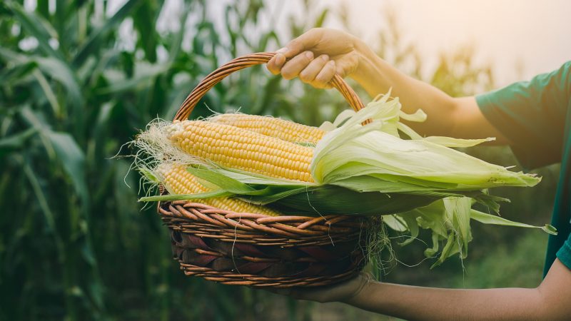 Fun Facts on Corn