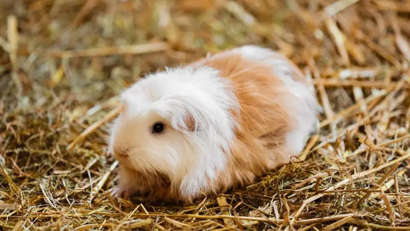 How Much Hay Can the Guinea Pig Babies Consume