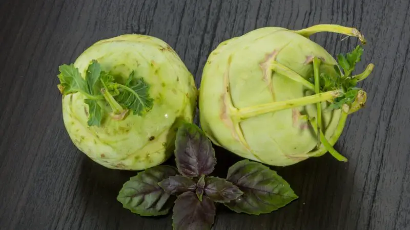 More Information About Guinea Pigs and Kohlrabi