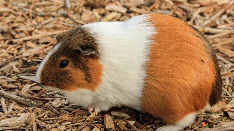My Guinea Pig Is a Bit Chubby, Should I Give Him Corn