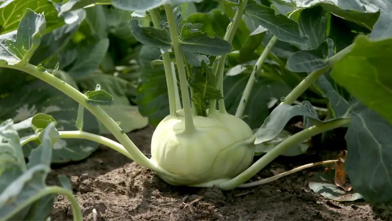 Nutrition Facts on Kohlrabi