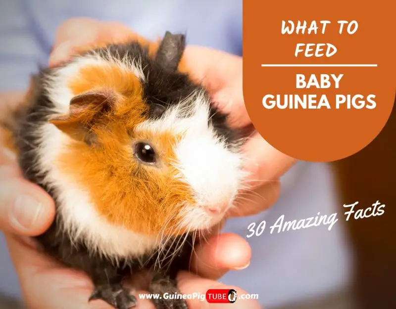 What to Feed Baby Guinea Pigs