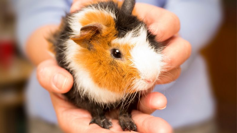 Guinea pig Birth