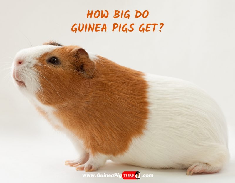How Big Do Guinea Pigs Get A Helpful Size Guide