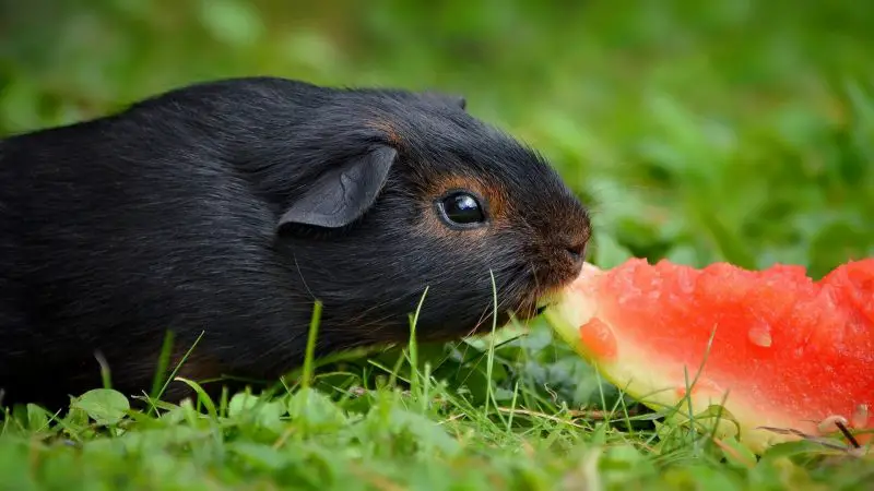 About Food