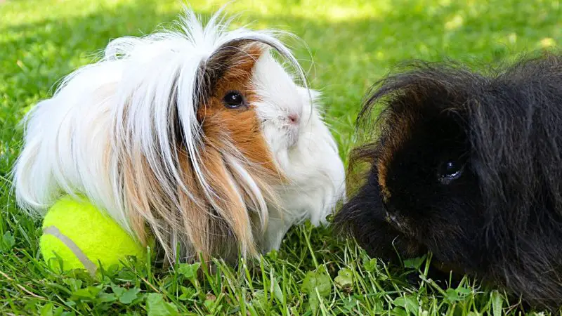 Guinea pigs like any Type of Ball