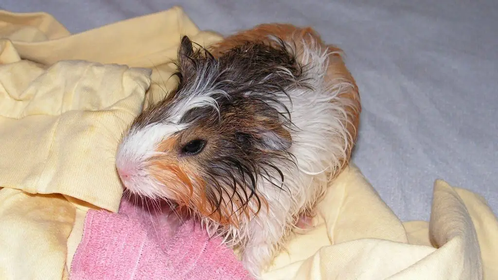 Bathe Your Guinea