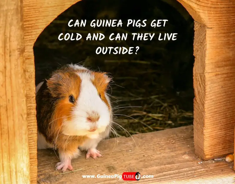 guinea pigs living outside