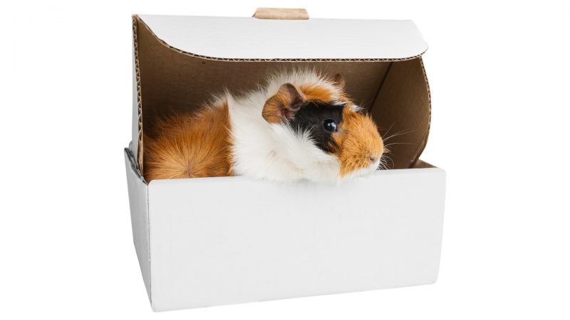 Guinea Pigs Love Cardboard Boxes