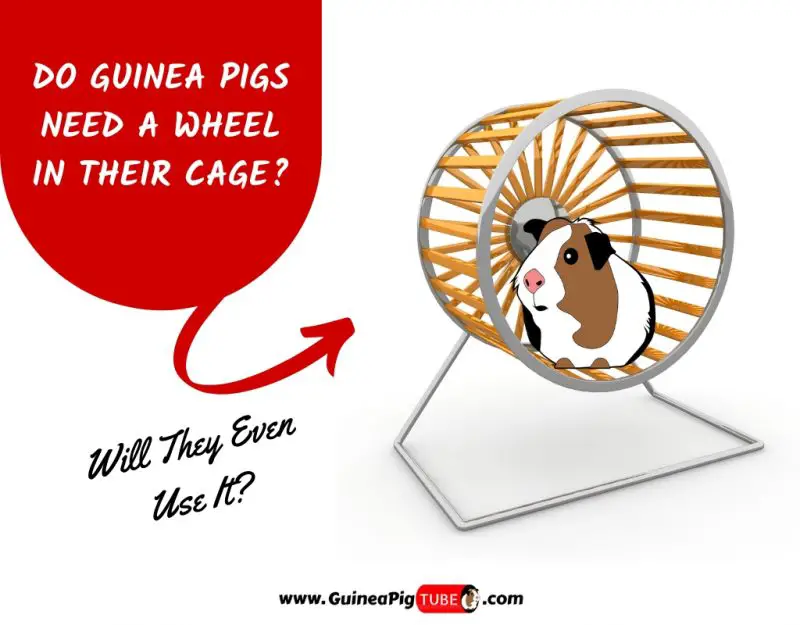 Do Guinea Pigs Need A Wheel In Their Cage_