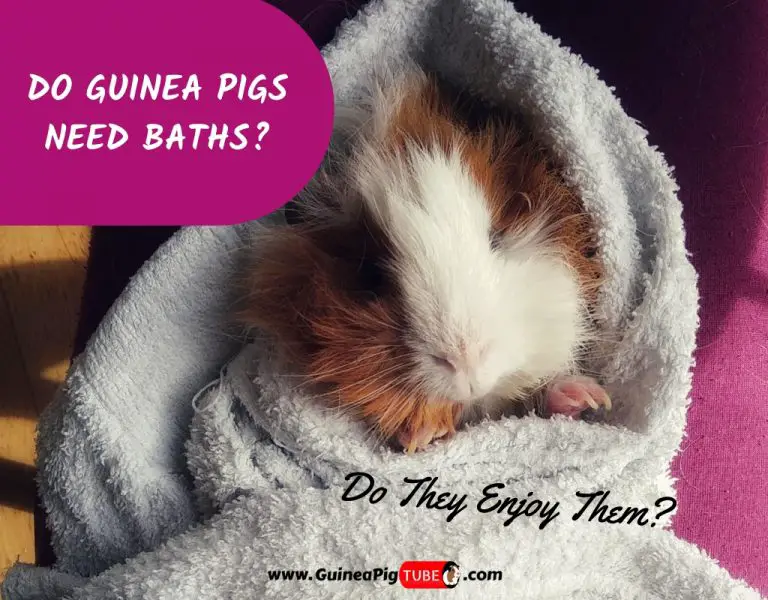 Do Guinea Pigs Need Baths_