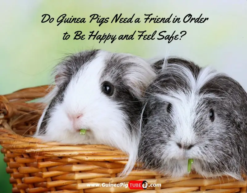 Do Guinea Pigs Need a Friend in Order to Be Happy and Feel Safe_