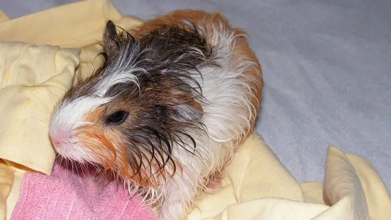 Guinea Pig Be Given a Bath