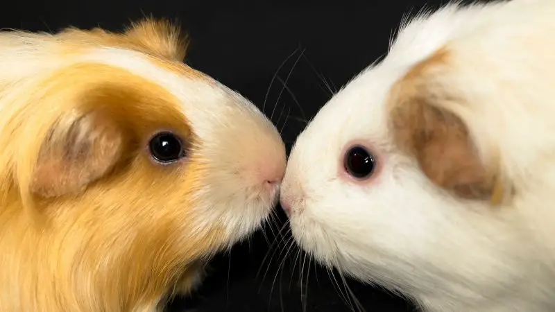 Guinea Pig Breeding