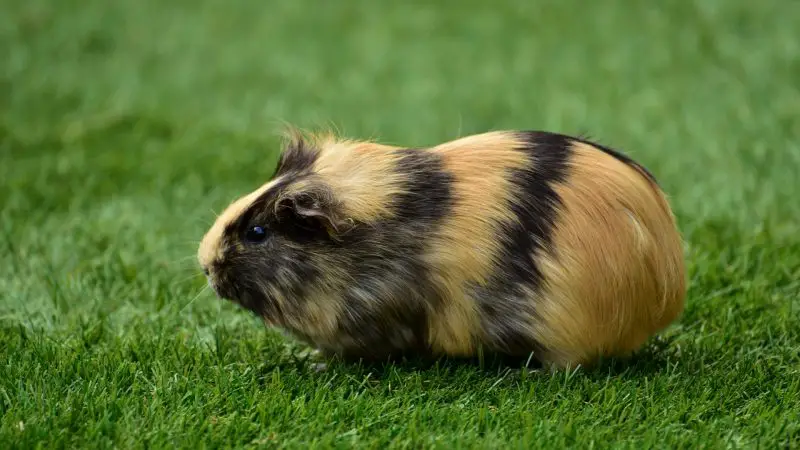 Guinea Pig Can Become Smelly