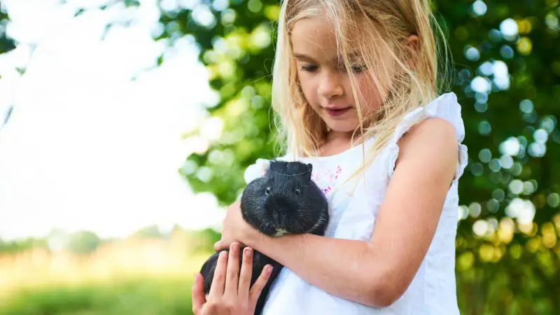 Guinea Pigs Make Amazing Pets