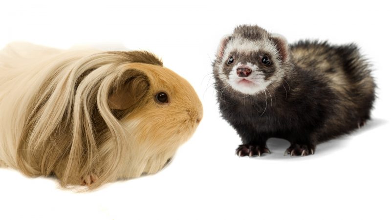 Guinea Pigs and Ferrets