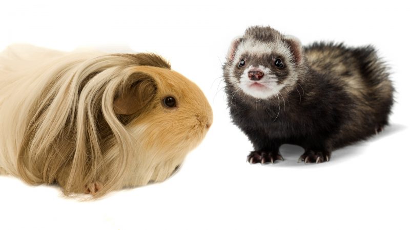 Guinea Pigs and Ferrets