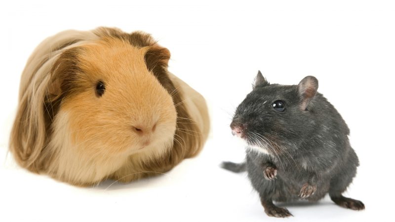 Guinea Pigs and Hamsters