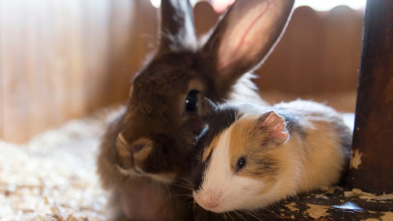 Guinea Pigs and Rabbits