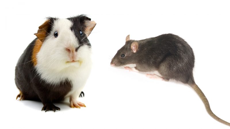 Guinea Pigs and Rats