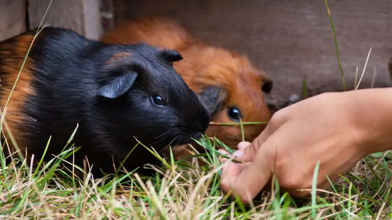 Introducing Guinea Pigs