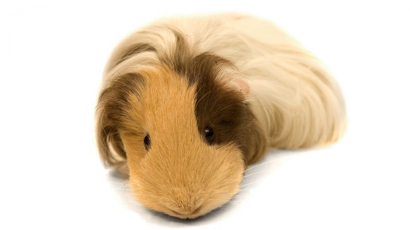 Do Guinea Pigs Need a Wheel