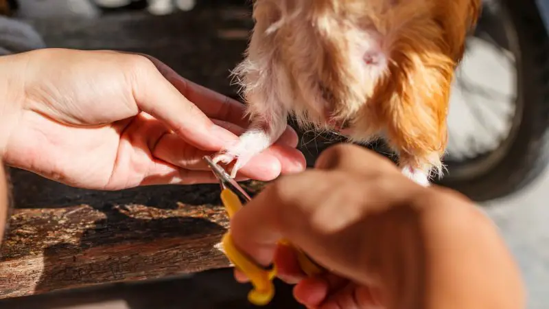 Nail Trimming