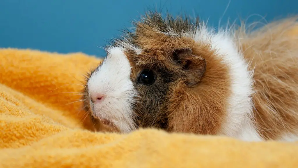 Do Guinea Pigs Need Baths and Do They Enjoy Them? - Guinea Pig Tube
