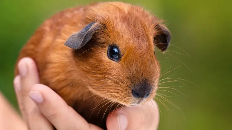 Right Guinea Pig