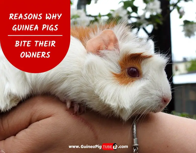 why do guinea pigs bite each other