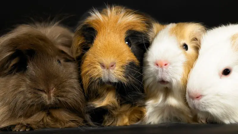 Adopt More Than One guinea pig
