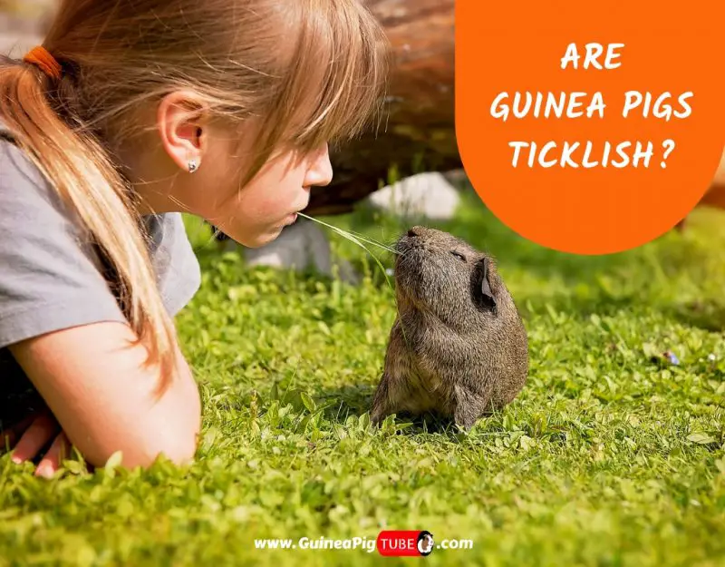 Are Guinea Pigs Ticklish