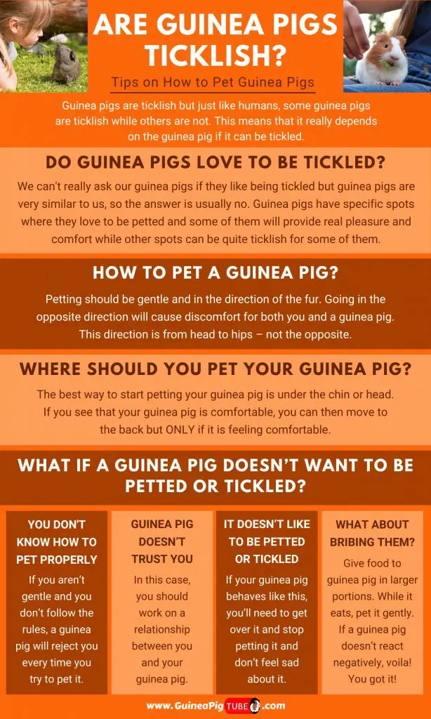 Are Guinea Pigs Ticklish_1