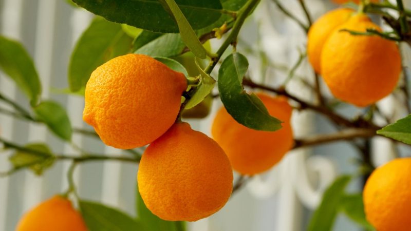 Are Oranges Good for Guinea Pigs