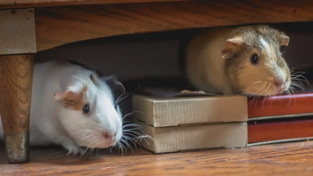 Best Climbing Environment for My Playful Guinea Pig