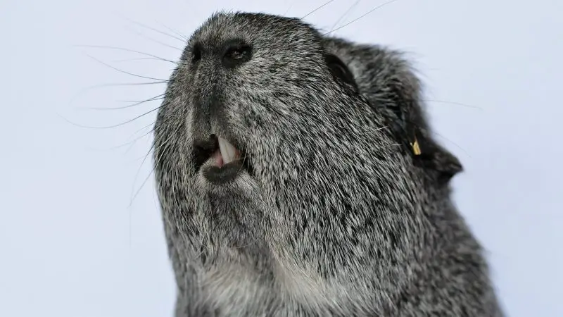 Body Language and Its Connection to the Sounds of the Guinea Pig