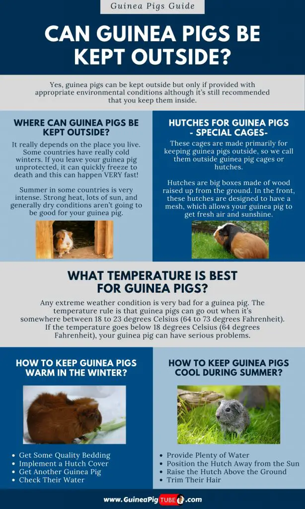 Can Guinea Pigs Be Kept Outside1